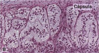 Córtex-Adrenal Glomerulosa Células