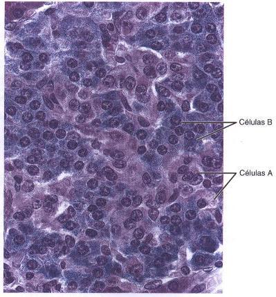 Ilhotas de Langerhans Tipos Celulares Células α (Alfa) Glucagon Células β (Beta) Insulina