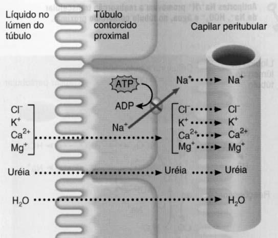 Reabsorção de água, Cl