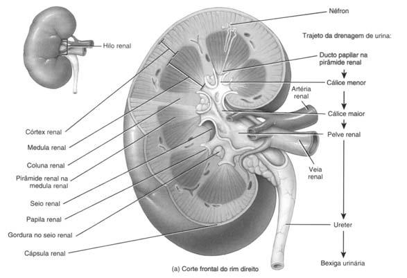 Anatomia Fisiológica dos Rins Irrigação