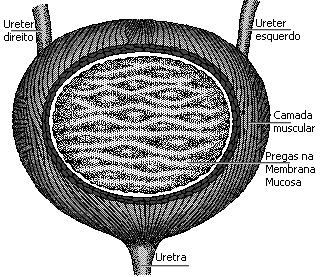 função é acumular a urina. Capacidade cheia - mais 250 ml.