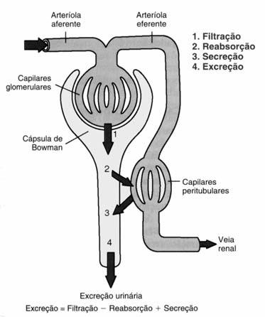 Intensidade de Excreção IE = IF IR + IS IE Intens. de Excreção IF Intens.