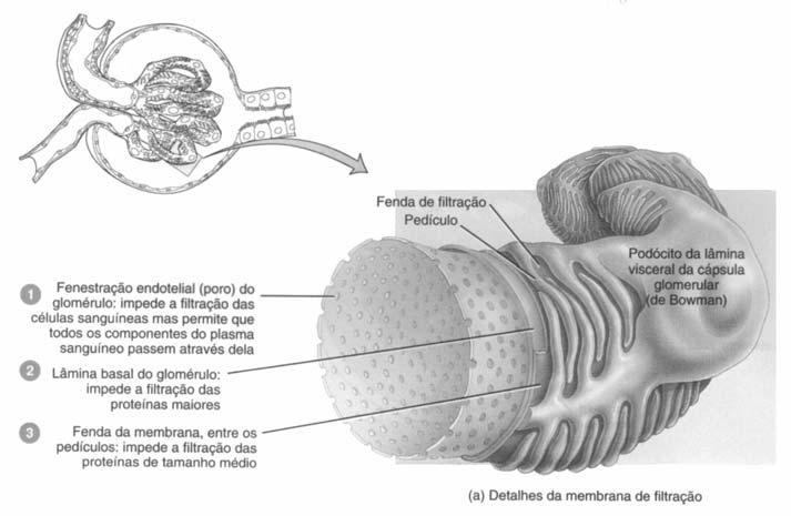 Filtração glomerular