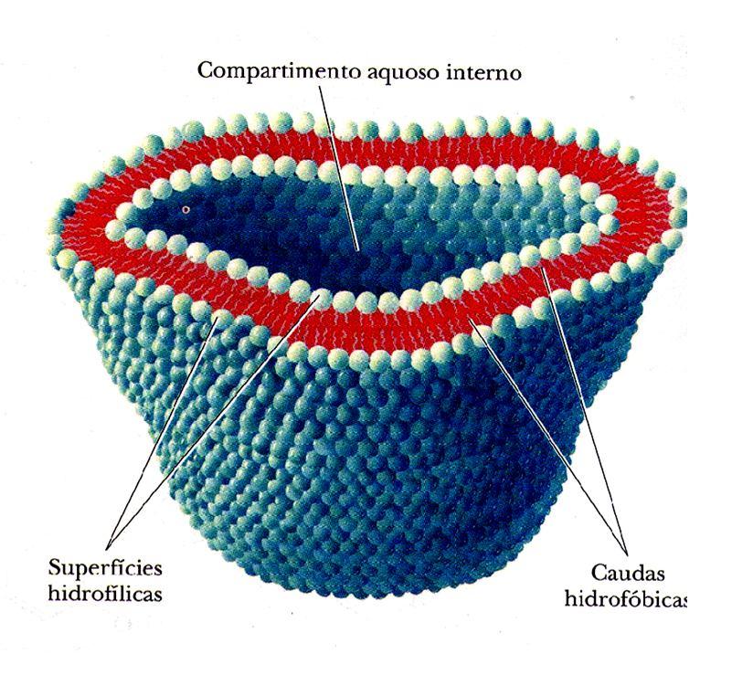 A presença do colesterol é um dos elementos que pode aumentar o grau de rigidez apresentada pela bicamada. O colesterol não faz parte da estrutura da membrana de células vegetais.