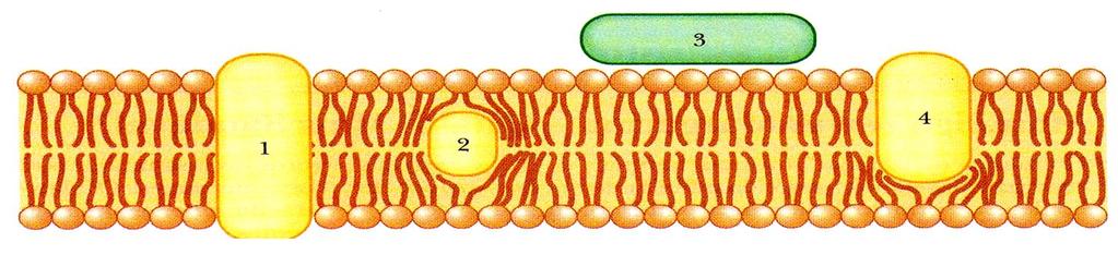 Como vimos, portanto, as proteínas de uma membrana biológica podem estar associadas à bicamada lipídica de duas formas: como proteínas periféricas na superfície da membrana ou como proteínas