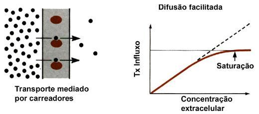 Um bom exemplo é enzima ATPase Na/K que hidroliza o ATP e transporta 3Na + para fora da célula e 2K + para dentro, ambos contra os respectivos gradientes eletroquímicos.