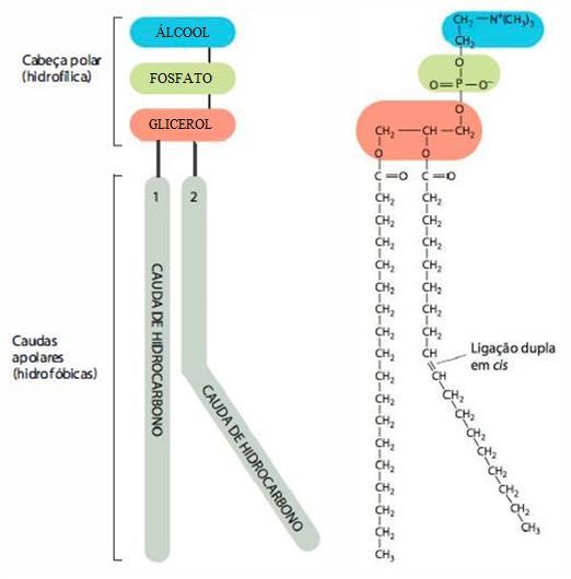 Estrutura da MP Partes do fosfolipídio - fosfoglicerídeo - A cabeça polar pode variar formando diferentes tipos de fosfoglicerídeo: fosfatidilcolina, etanolamina, inositol ou a