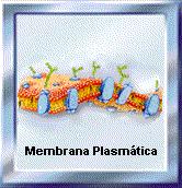 A função básica da membrana plasmática é regular a passagem e a troca de substâncias entre a