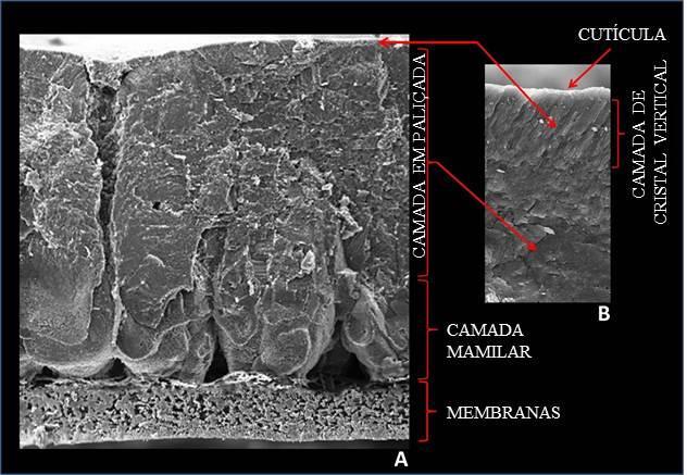 Barbosa et al. Figura 1. Fotomicrografia das camadas da casca do ovo por meio de microscopia eletrônica de varredura. Camadas mamilar, paliçada e membranas da casca em aumento de 200x (A).