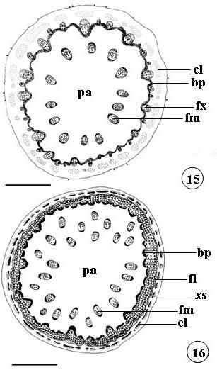 acta farmacéutica bonaerense - vol. 24 n 4 - año 2005 Figura 14. Piper gaudichaudianum Kuntze. Diagrama do pecíolo em secção transversal (barra - 500 µm).