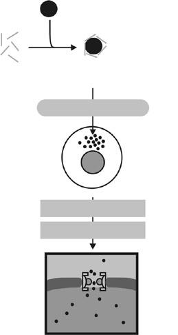 Biologia Celular II Transporte núcleo-citoplasma Figura 4.