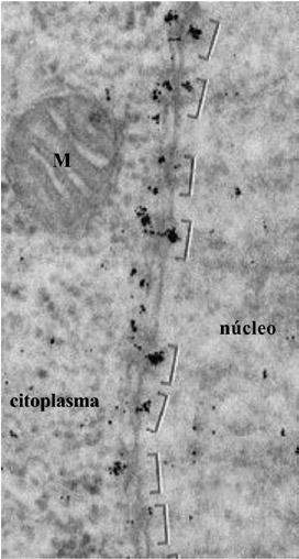proteína-ouro coloidal passam apenas pelos complexos do poro, delimitados por colchetes. Note a mitocôndria (M) indicando de modo inconfundível o lado citoplasmático. A foto b é de Feldherr et al.