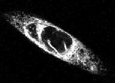Membrana nuclear externa é contínua com o retículo endoplasmático rugoso, tendo freqüentemente ribossomos aderidos, capaz, portanto, de sintetizar proteínas.