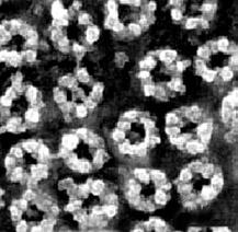 Em B, a face nuclear do envoltório, permitindo observar as cestas nucleares. Em C, um corte ultrafino através do envoltório nuclear em preparação convencional para microscopia eletrônica.