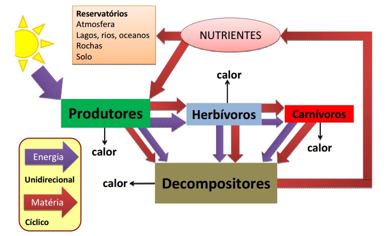 Fluxo de energia e