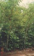 Uso de Árvores Leguminosas para Melhorar 5 Inga edulis (ingá do fruto grande), espécie nativa Características Produtividade da mandioca (12