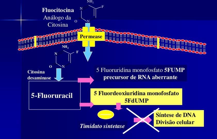 Resistência a fluocitocina Perda da atividade da permease, citosina