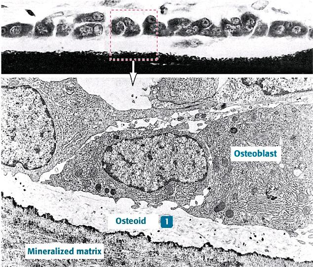 CÉLULAS: OSTEOBLASTOS OSTEÓIDE MATRIZ ÓSSEA