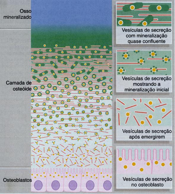 MINERALIZAÇÃO DA MATRIZ ÓSSEA Ca e fosfato (PO4 ) na matriz (ligação com osteocalcina e sialoproteínas) Osteoblastos secretam fosfatase alcalina -