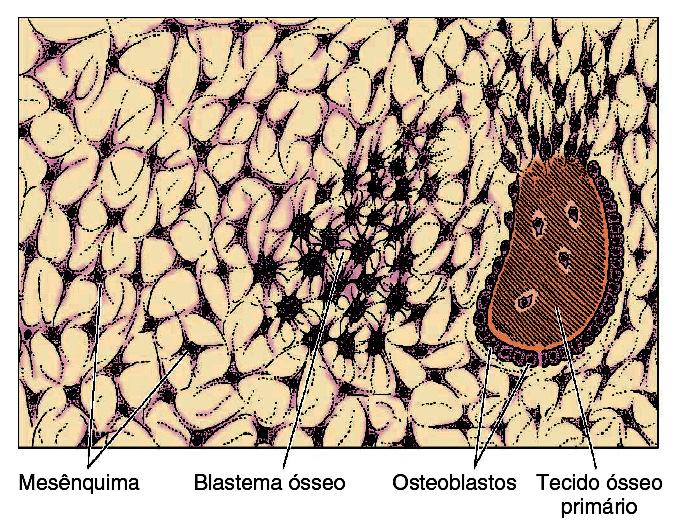 Ossificação Intra-membranosa Ocorre