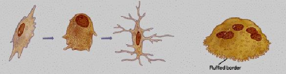 CÉLULAS 1. Osteoprogenitoras: células indiferenciadas 2. Osteoblastos: sintetizam matriz extracelular 3.