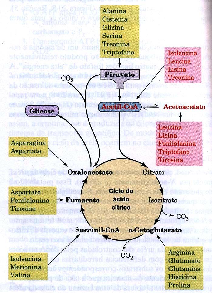 Aminoácidos glicogênios: Degradados em precursores de glicose, como piruvato, a- cetoglutarato, succinil-coa, fumarato, oxalacetato.