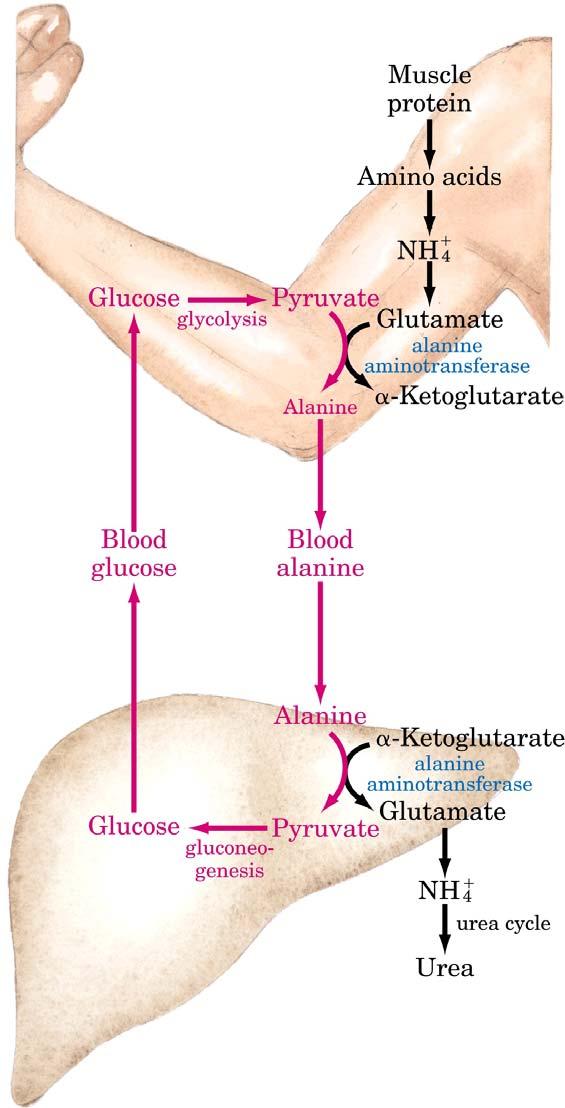 O CICLO DA GLICOSE-ALANINA A alanina funciona como um transportador da amônia e do esqueleto carbônico do piruvato desde o músculo até o fígado.