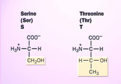 TREONINA E SERINA LIBERAM NH 3 DIRETAMENTE COMO ION AMÔNIO Serina serina