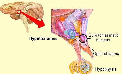 espaço e no TEMPO Acreditava-se em ação-reação Experiências: ritmos biológicos Cronobiologia Ritmos biológicos Ritmo circadiano (24h): núcleos supra- quiasmáticos do hipotálamo anterior Temperatura