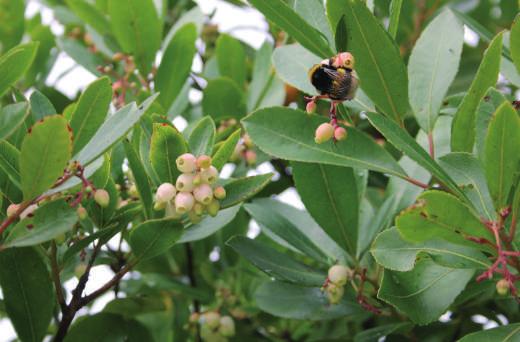 Inverno: Onde há musgos e líquenes? Que árvores não perderam as folhas? Que aves permanecem na sua região durante o Inverno? De que se alimentam? Há plantas que dão flor no Inverno?