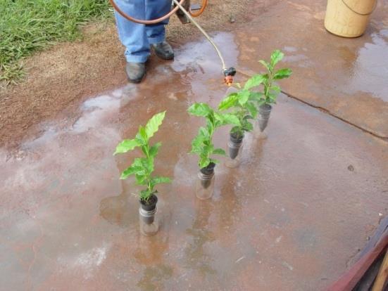 Figura 1. Aplicação de calda fungicida até o ponto de escorrimento em mudas de plantas de café. Jaboticabal-SP, 2013.
