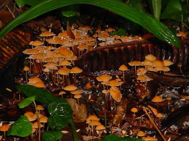 Basidiomycota: características gerais Segundo maior grupo entre os fungos (+ 31.