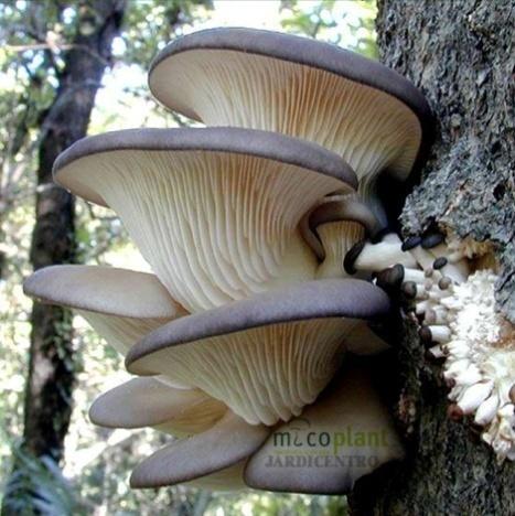 Pleurotus,