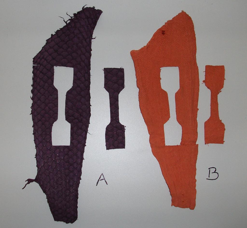 4 Figura 1. Retirada dos corpos de prova do (A) couro de tilápia do Nilo (Oreochromis niloticus) e (B) pacu (Piaractus mesopotamicus) no sentido longitudinal ao comprimento do corpo do peixe.