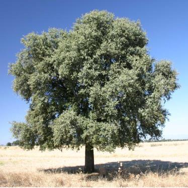 pyrenaica (Carvalho negral), Quercus rotundifolia (Azinheira).