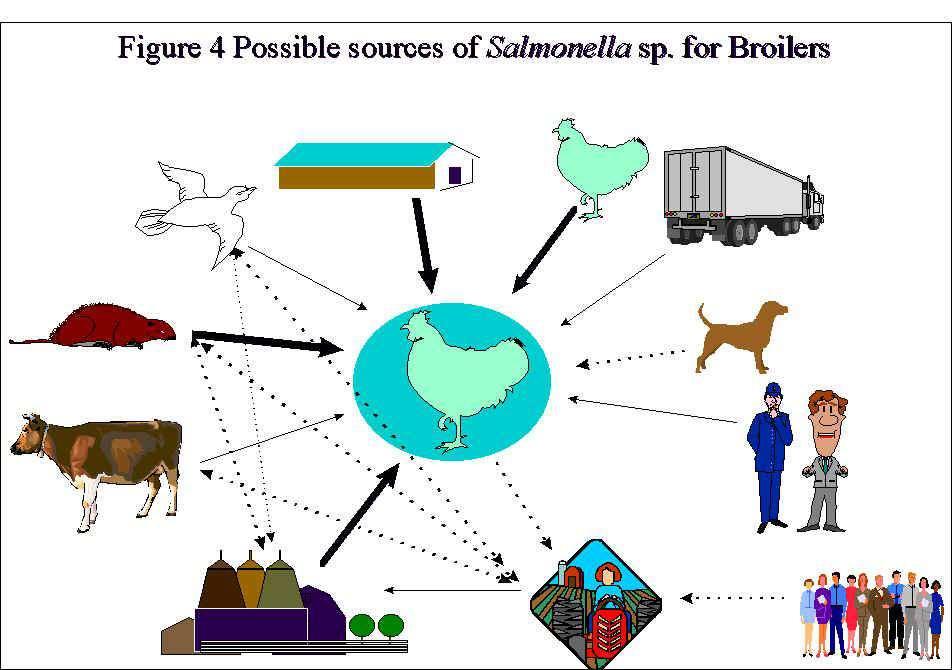 Como reduzir o problema? 1. Análise rotineira das aves obtenção apenas de fornecedores livres de Salmonella e Campylobacter 2.