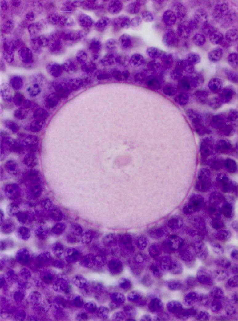 Células foliculares: - são células somáticas; - a membrana plasmática do oócito se interdigita com a membrana das células foliculares; - nos mamíferos, as células