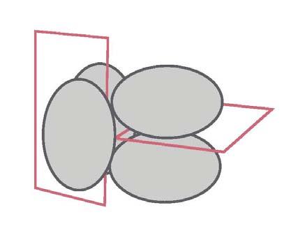 Na clivagem radial e na bilateral, as primeiras duas clivagens são meridionais (paralelas ao eixo