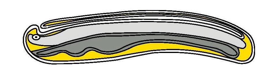 ne CD N TD E. Leite e T. Montanari Representação da larva do anfioxo. Baseado em Conklin, 1932 apud Browder et al., 1991. prancha 5 e em Ruppert, E. E.; Fox, R. S.; Barnes, R. D.