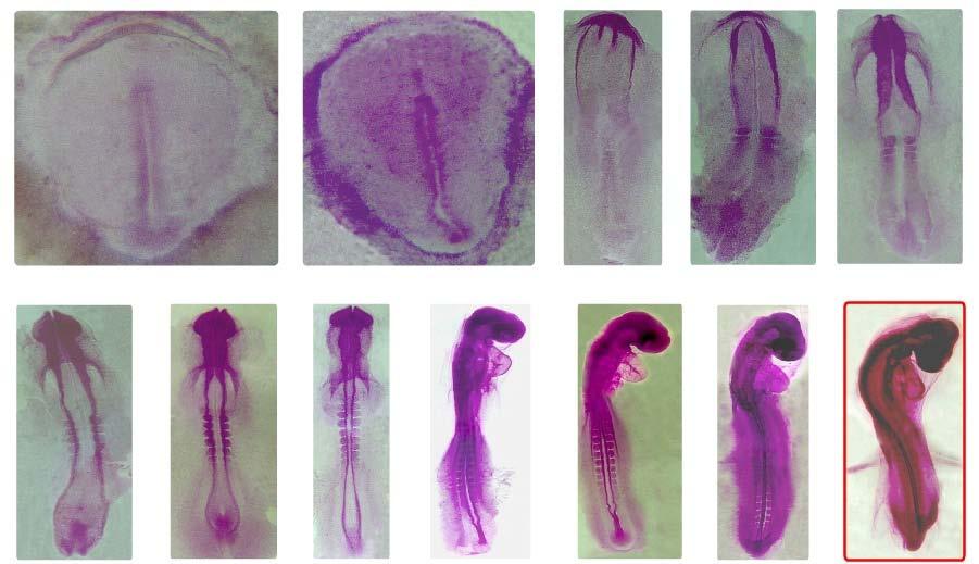 Gastrulação e neurulação: Fotomicrografias de embriões de codorna em diferentes estágios de desenvolvimento (16h a 72h de incubação),