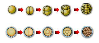 Exemplos: Ovos heterolécitos.