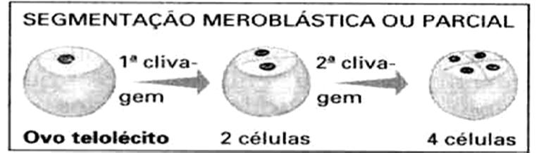 Clivagem holoblástica Igual Desigual 25 2.