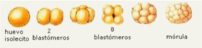 dos blastômeros Blástula: estrutura com