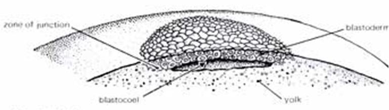 resultante de ovo mesolécito 33 blastocele