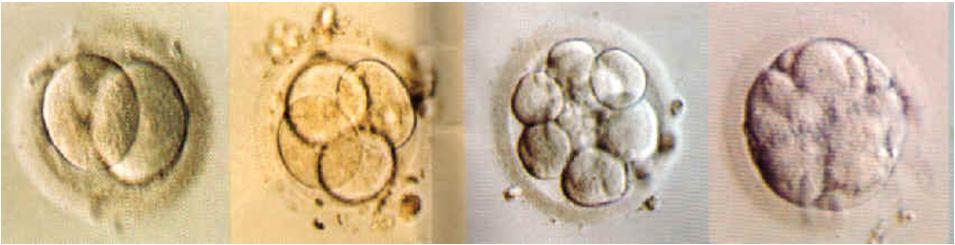 Início do desenvolvimento embrionário dos mamíferos 2 células 4 células 8 células Mórula Blastocisto 35 Classificação dos ovos pela quantidade e distribuição do