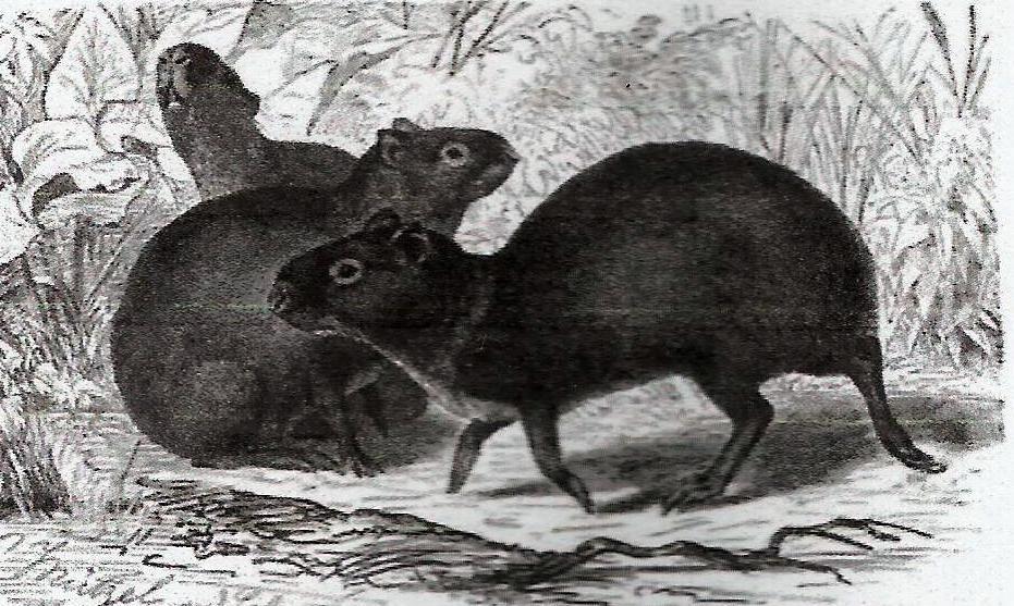 Figura 3 - Cutia (Dasyprocta sp), hospedeiro intermediário natural de Echinoccocus oligarthus Fonte: Desenho de Gustav Mützel (1839-1893) extraído de Tappe et al., 2008. O E.