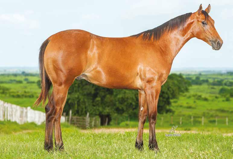 30 HARLEY BARS BEAVER HEROS DISCOVERY BARS 31 MACHO 04/05/15 BAIO AMARILHO VENDEDOR: HARAS NOSSA SRª APARECIDA PF TRABALHO 2018/ VAQUEJADA 2019 MACHO 06/03/15 CASTANHO VENDEDOR: HARAS NOSSA SRª