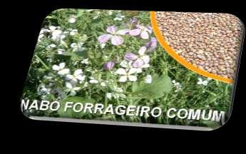 Família: Cruciferae Ciclo: anual Crescimento: herbáceo ereto Folhas: alternadas Flor: terminais em