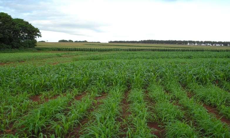 Uso de Gramíneas no Plantio Direto de Feijão