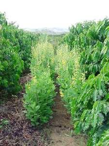 Figura: Crotalaria spectabilis cultivada nas